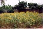 jardmarg.jpg (673kb)