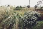 jardpamp.jpg (600kb)