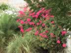 DSC00003.JPG (587kb)