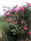 DSC00025.JPG (561kb)