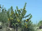 DSC02161.JPG (398kb)