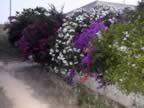 DSC02162.JPG (366kb)