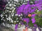 DSC02163.JPG (447kb)