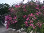DSC02164.JPG (405kb)