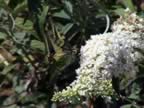 DSC02170.JPG (330kb)