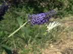 DSC02173.JPG (334kb)