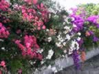 DSC02175.JPG (414kb)