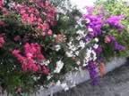 DSC02176.JPG (421kb)