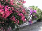 DSC02177.JPG (392kb)