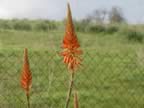 DSC01111.jpg (170kb)