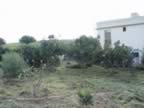 DSC01141.jpg (284kb)
