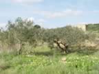 DSC01168.jpg (361kb)