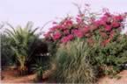 jardin3.jpg (128kb)